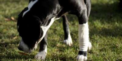 Hund mit Bandage am Bein