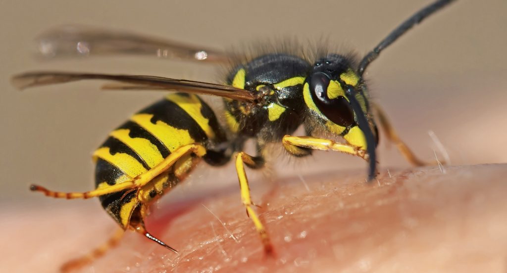 Die Sommerzeit sorgt bei Insektengiftallergikern für Stress.