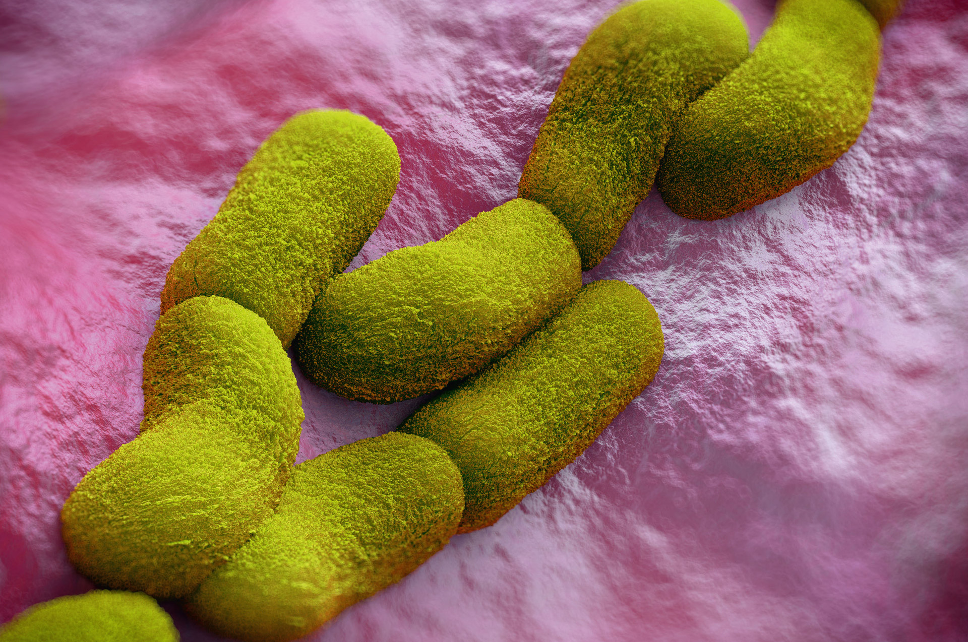 PestPandemie fast ausgeschlossen