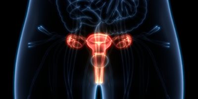 3D-Darstellung der Anatomie des weiblichen Fortpflanzungssystems