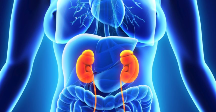 Anatomie der menschlichen weiblichen Niere. 3D-Rendering