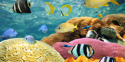 Besseres Gedächtnis durch mehr Fisch auf dem Teller