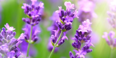 Nahaufnahme von violettem Lavendel