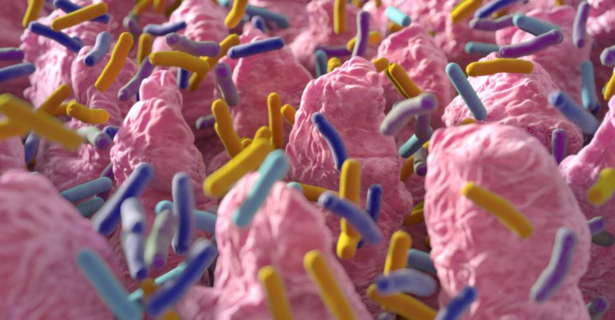 Darmzotten. Kleine fingerartige Vorsprünge, die sich in das Lumen des Dünndarms erstrecken. Darmbakterien, Flora, Mikrobiom. 3D-Darstellung.