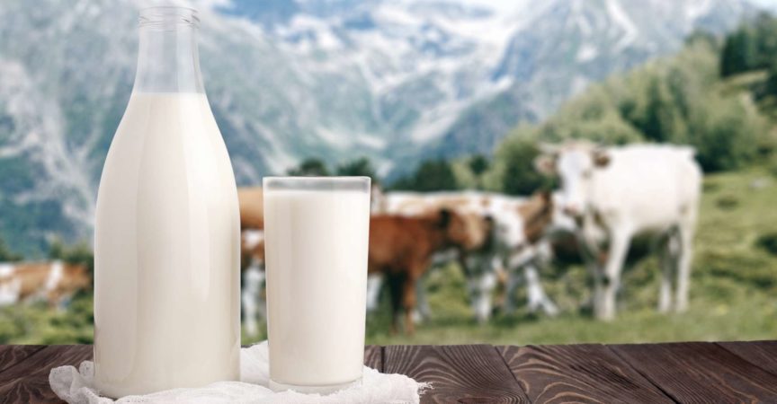Milchflasche und Glas Milch an der hölzernen Tischplatte auf Hintergrund der Bergweide und der Kuhherde. Ökologische Milchproduktion