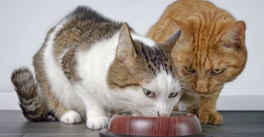 Nahaufnahme von zwei niedlichen Katzen, die zusammen Katzenfutter essen.