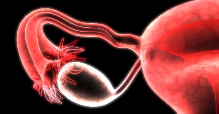 3D-Darstellung der Anatomie des weiblichen Fortpflanzungssystems