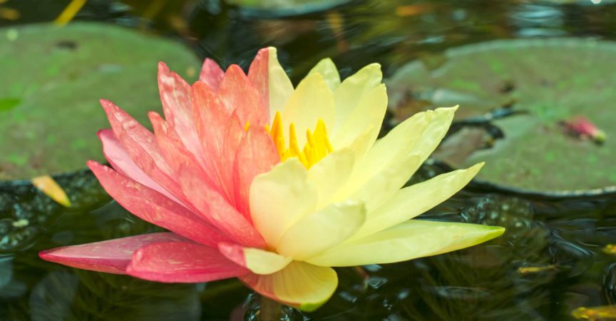 Lotusmutante mit zwei Farben in einer einzigen Blume