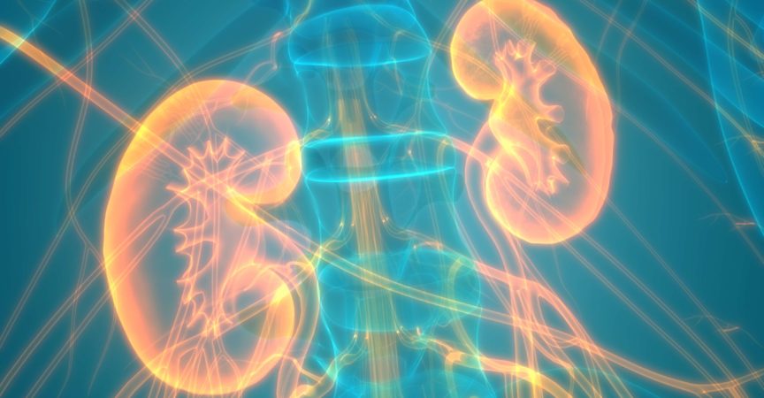 3D-Illustrationskonzept der Nierenanatomie des menschlichen Harnsystems