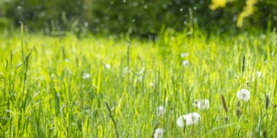 Luft ist mit Pollen gefüllt.