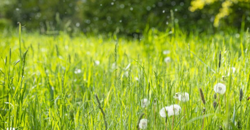 Luft ist mit Pollen gefüllt.