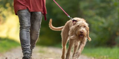 Junger Magyar Vizsla Hund. weibliche Hundeführerin geht mit Hund auf der Straße in einem Wald spazieren. Großer Hund zieht an der Leine