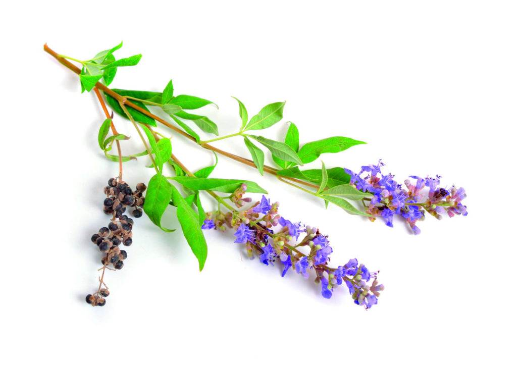 Vitex agnus-castus, auch Vitex, Mönchspfeffer oder Mönchspfeffer genannt, Mönchspfeffer, Abrahams Balsam, Flieder Mönchspfeffer oder Mönchspfeffer isoliert.
