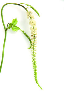 Cimicifuga; Racemosa; Traubensilberkerze;