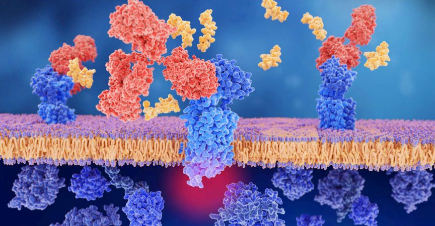 Migränetherapie: Calcitonin-genbezogenes Peptid (CGRP, gelb) gebunden an seinen Rezeptor (links), monoklonaler Antikörper (rot), der den CGRP-Rezeptor blockiert,