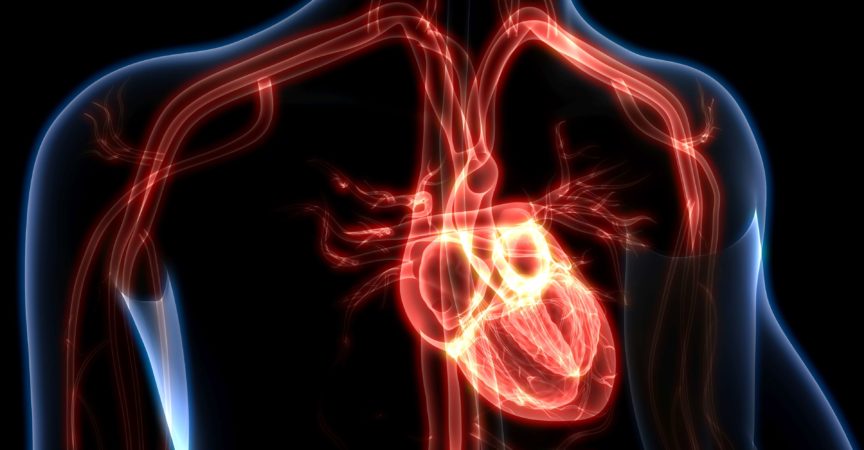 3D-Darstellung der Anatomie des menschlichen Herzens