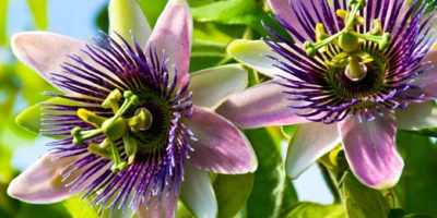 Passionsblume Passiflora hautnah