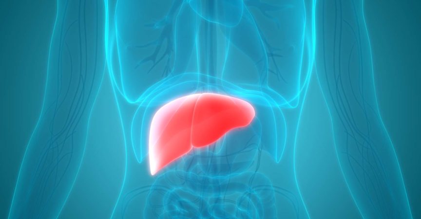 3D-Darstellung der menschlichen Körperorgane Leberanatomie