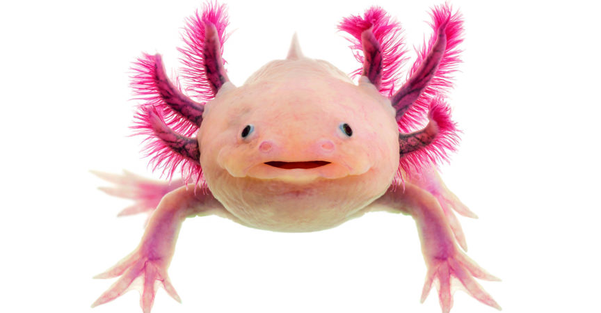 Axolotl (Ambystoma mexicanum) vor weißem Hintergrund