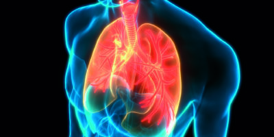 3D-Illustrationskonzept der menschlichen Atmungssystem-Lungen-Anatomie