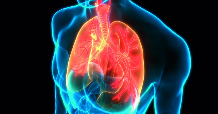 3D-Illustrationskonzept der menschlichen Atmungssystem-Lungen-Anatomie