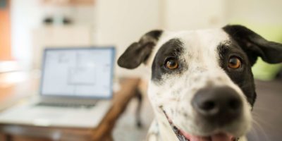 Ein Hund, der in einem Wohnzimmer mit einem Laptop auf dem Tisch im Hintergrund in die Kamera schaut table