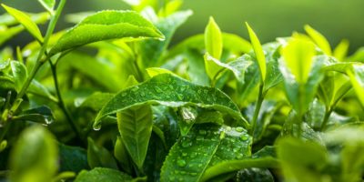 Schönes grünes Teeblatt mit Wasser in der Teeplantage. Frisches Teeblattkonzept.