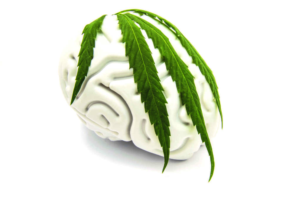 Die Figur des menschlichen Gehirns, bedeckt mit einem grünen Blatt auf medizinischem Cannabis. Die Idee zu den Merkmalen der Marihuanasucht oder der Verwendung von Marihuana in der Neurologie oder Neurowissenschaft