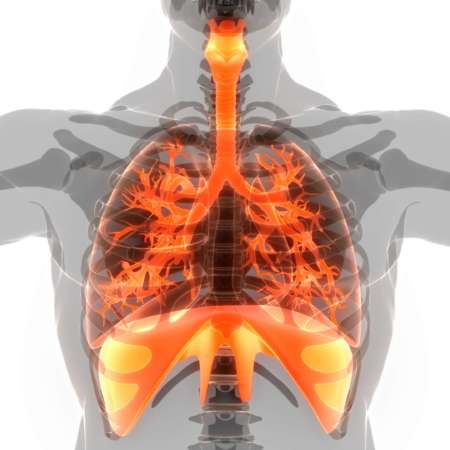 3D-Illustrationskonzept der Lunge des menschlichen Atmungssystems mit Membrananatomie