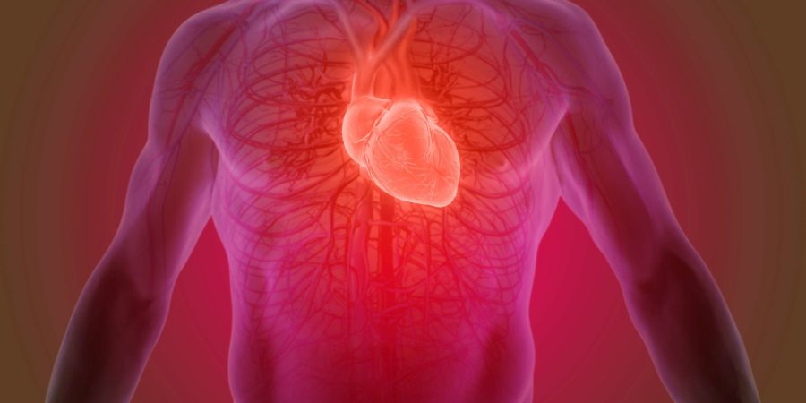 3D-Rendering der menschlichen Herzanatomie