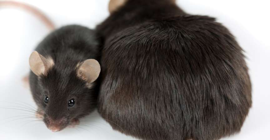 durch Junk Food induzierte fettleibige Maus im Vergleich zu normaler Kontrolle