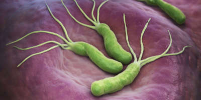 Helicobacter pylori Bakterien