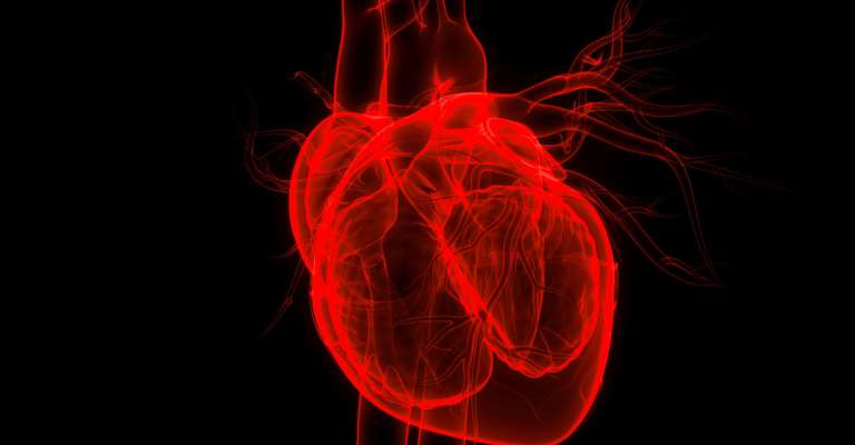 3D-Illustrationskonzept der menschlichen inneren Organe Kreislaufsystem Herzanatomie