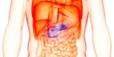 3D-Illustrationskonzept der Anatomie des menschlichen inneren Organs der Bauchspeicheldrüse