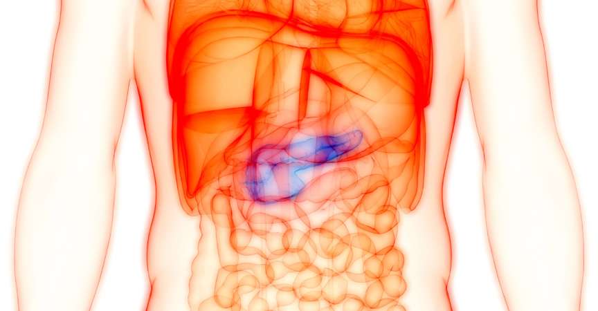 3D-Illustrationskonzept der Anatomie des menschlichen inneren Organs der Bauchspeicheldrüse