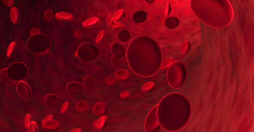 Rote Blutkörperchen, die in Blutgefäßen fließen. Geringe Schärfentiefe.