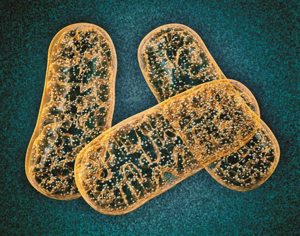 Mitochondria - microbiology, cellular organelle 3d illustration