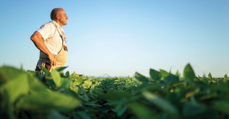 Senior fleißiger Landwirt Agronom im Sojabohnenfeld mit Blick in die Ferne. Produktion und Anbau von Bio-Lebensmitteln.