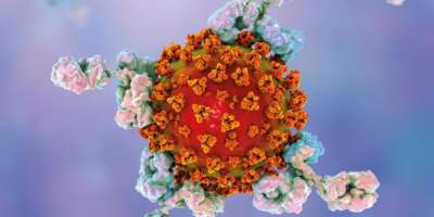Antikörper gegen das Sars Cov-2 Virus