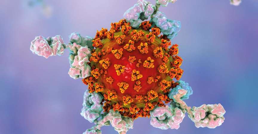 Antikörper gegen das Sars Cov-2 Virus