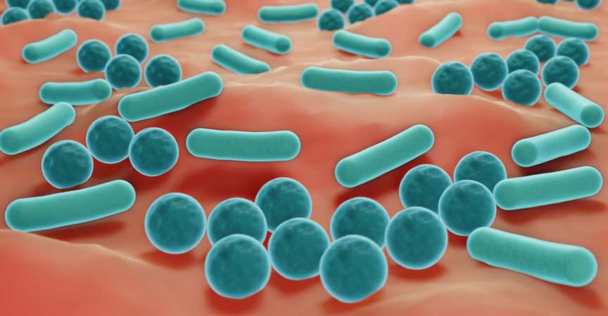 Hautmikrobiom, gesunde, probiotische Bakterien auf der Haut