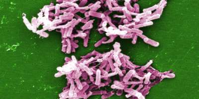 Firmicutes-Bakterien können Clostridium Widerstand leisten