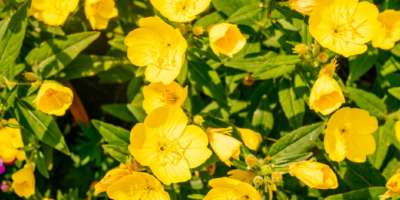 Gelbe Blüten von Oenothera, auch bekannt als Nachtkerze, Suncups und Sundrops.
