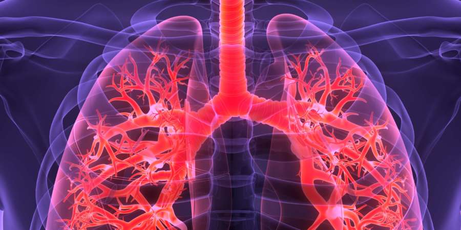 3D-Illustration Konzept der Anatomie der Lunge des menschlichen Atmungssystems