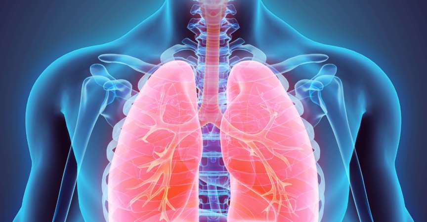 3D-Darstellung der Lunge - Teil der menschlichen Organik.