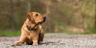 Bei bis zu 75 Prozent der Atemproben schaffte es ein Labrador Retriever, einen Krebs zu erschnüffeln.