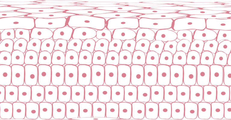 Skin tissue cells, layers of skin, blood in vein