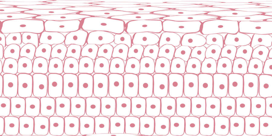 Skin tissue cells, layers of skin, blood in vein