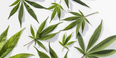 Grüne Marihuana-Pflanzen auf isoliertem weißem Hintergrund