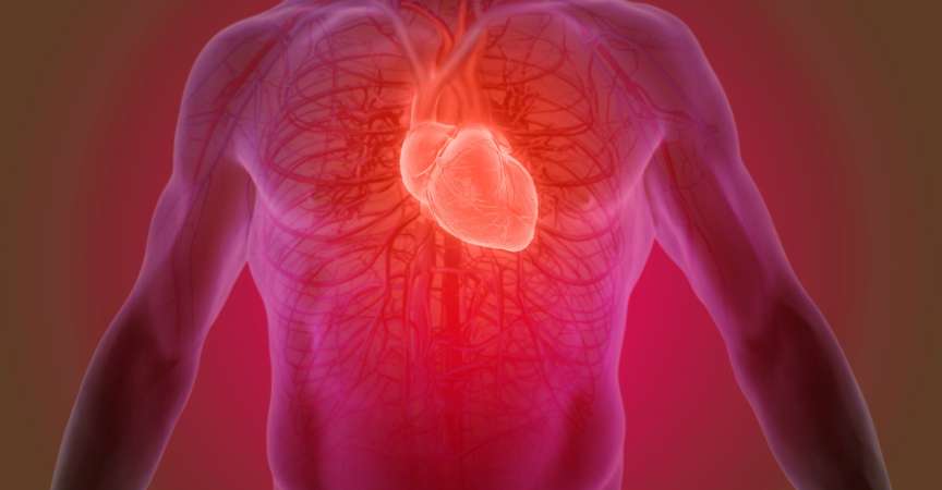 3D-Darstellung der Anatomie des menschlichen Herzens